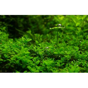 ANUBIAS - HEMIANTHUS CALLITRICHOIDES\'CUBA\'